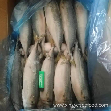 Frozen Mackerel Whole Round 400-500 Scomber Japonicus